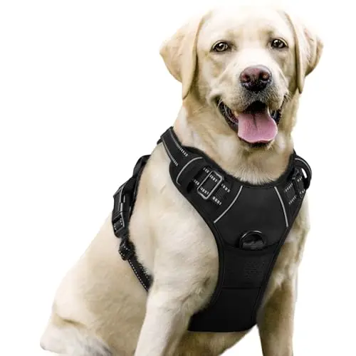Rabbitgoo no-pull padded dog harness on a Boxer
