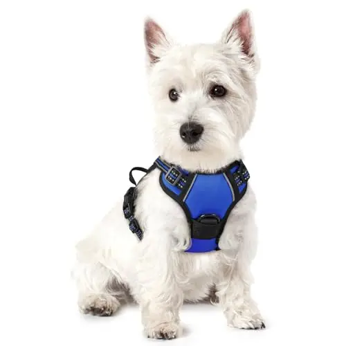 Rabbitgoo blue padded dog harness on a small Yorkshire Terrier